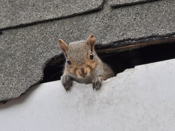 Cookeville Wildlife Removal