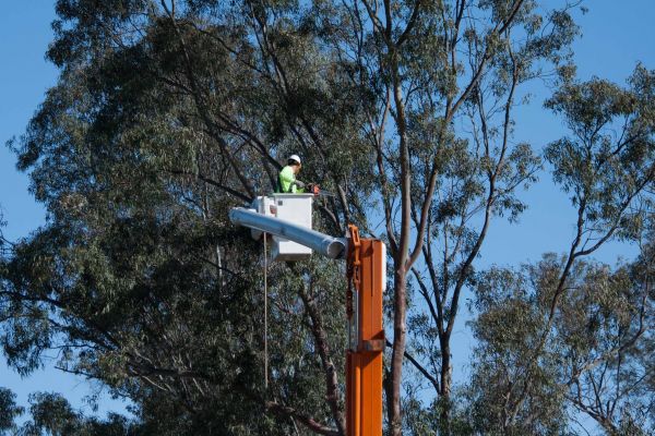 Cookeville Tree Trimming